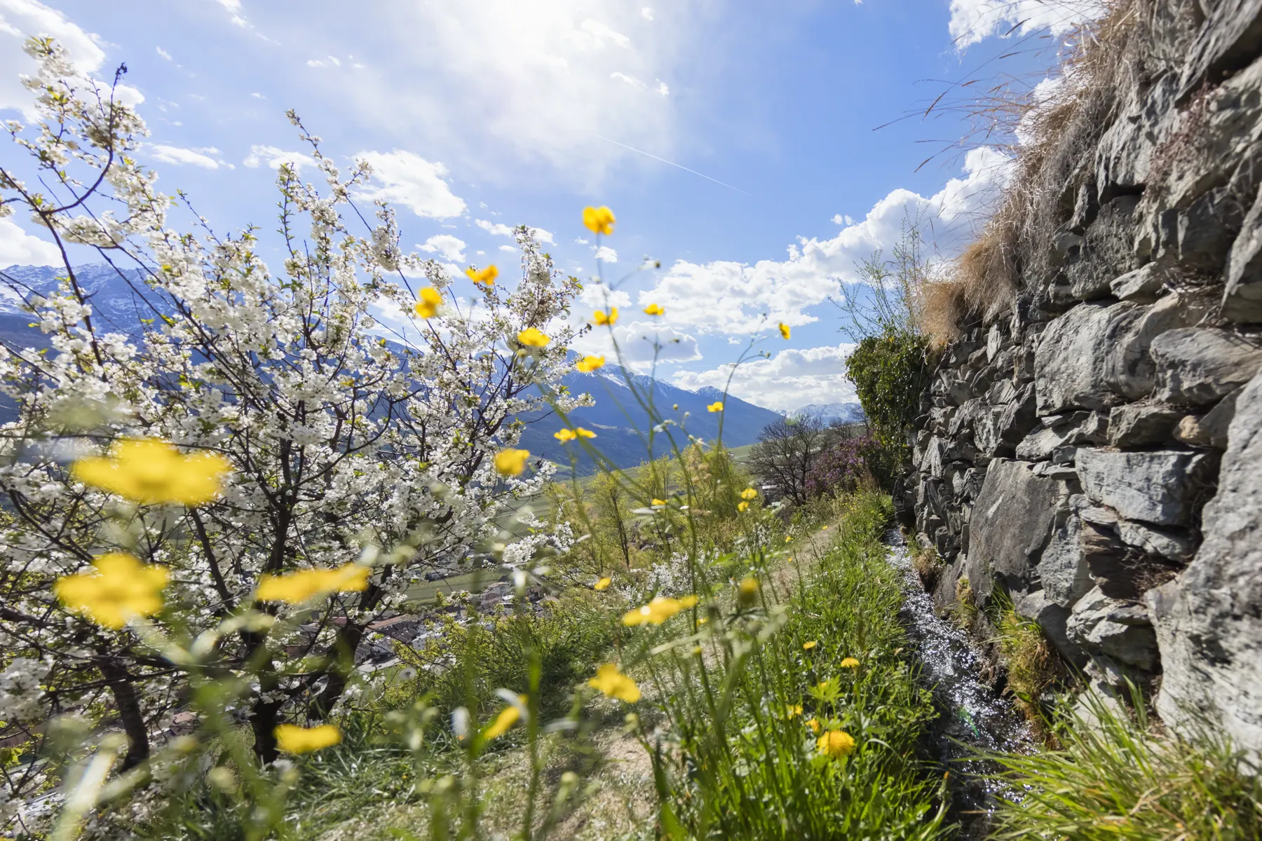 Frühling am Ilswaal bei Schlanders